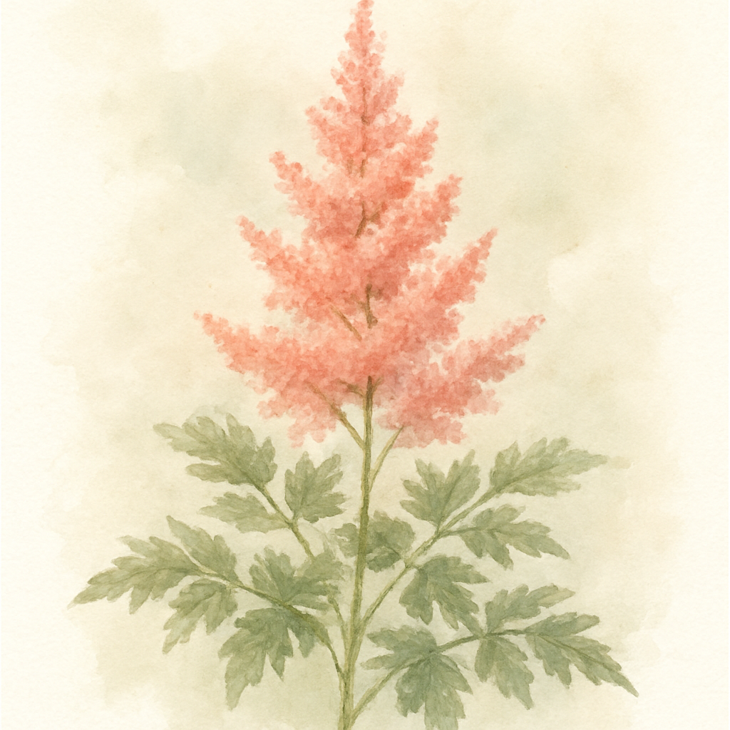 Astilbe ‘Younique Salmon’ (Verssalmon) (Younique Series)