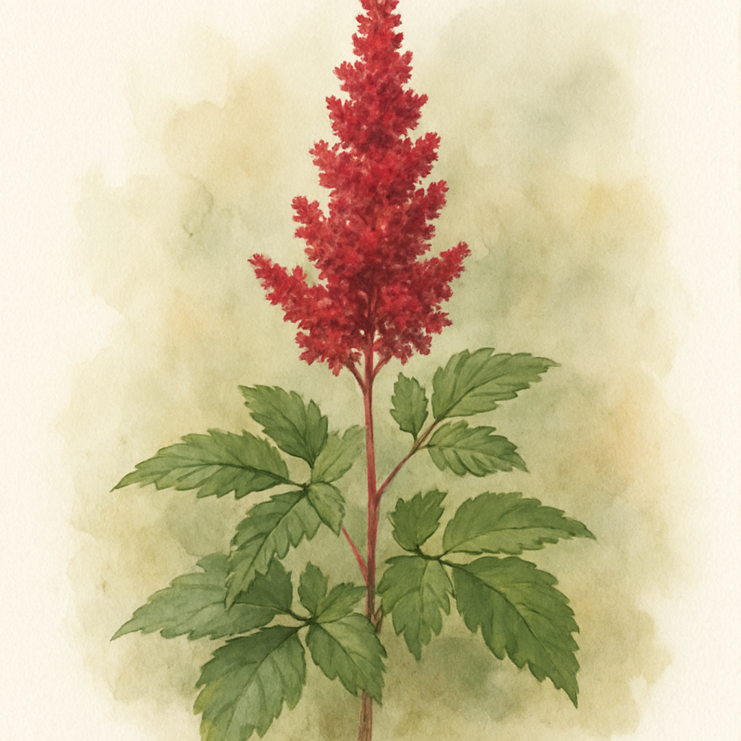 Astilbe chinensis ‘Vision in Red’