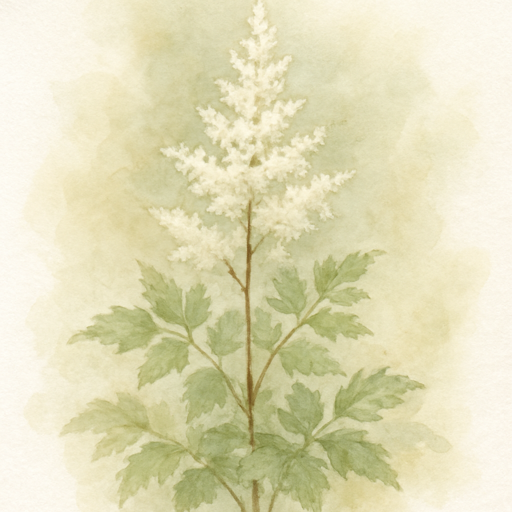 Astilbe