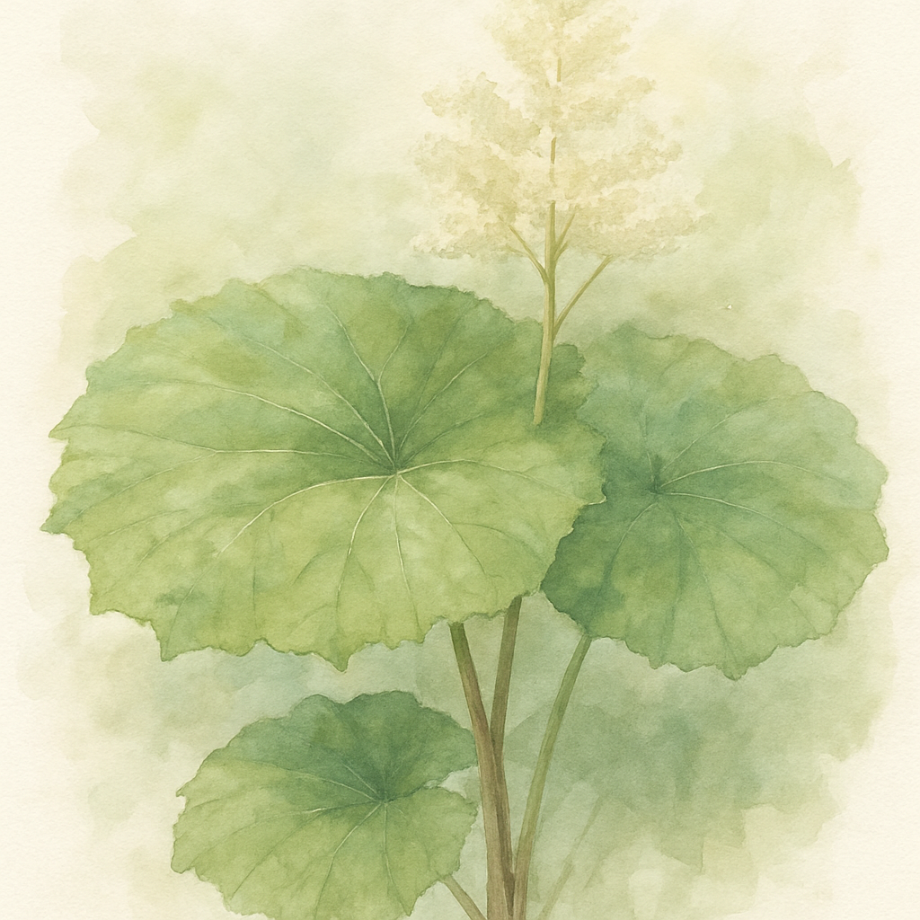 Astilboides tabularis
