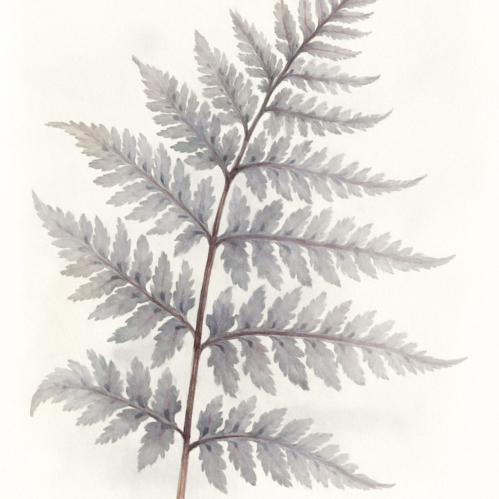 Athyrium niponicum 'Pictum'