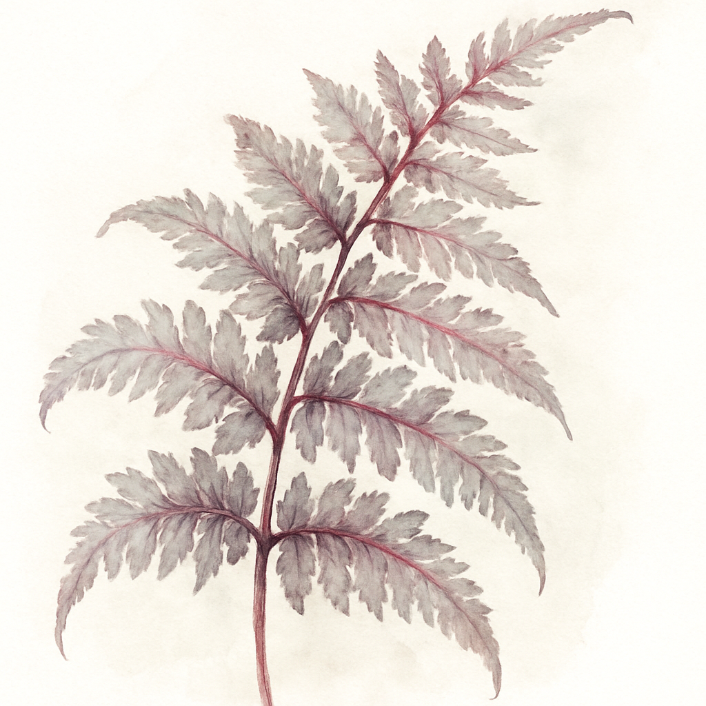 Athyrium niponicum Red Beauty