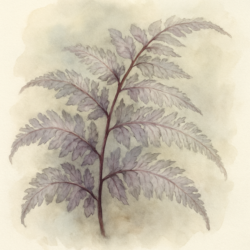 Athyrium niponicum var pictum ‘Metallicum’