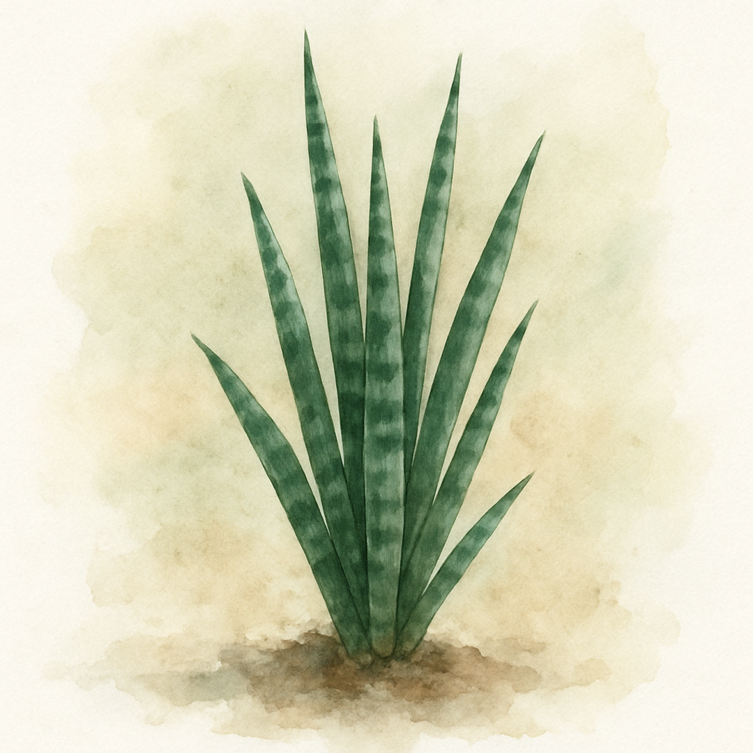 Baby Sansevieria Mikado