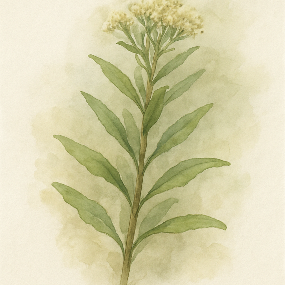 Baccharis genistelloides