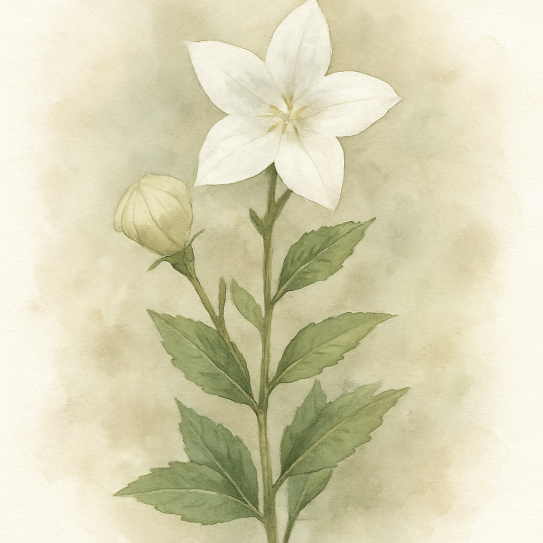 Balloon Flower - White