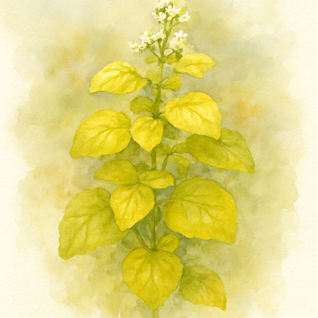 Balm - Lemon 'All Gold'
