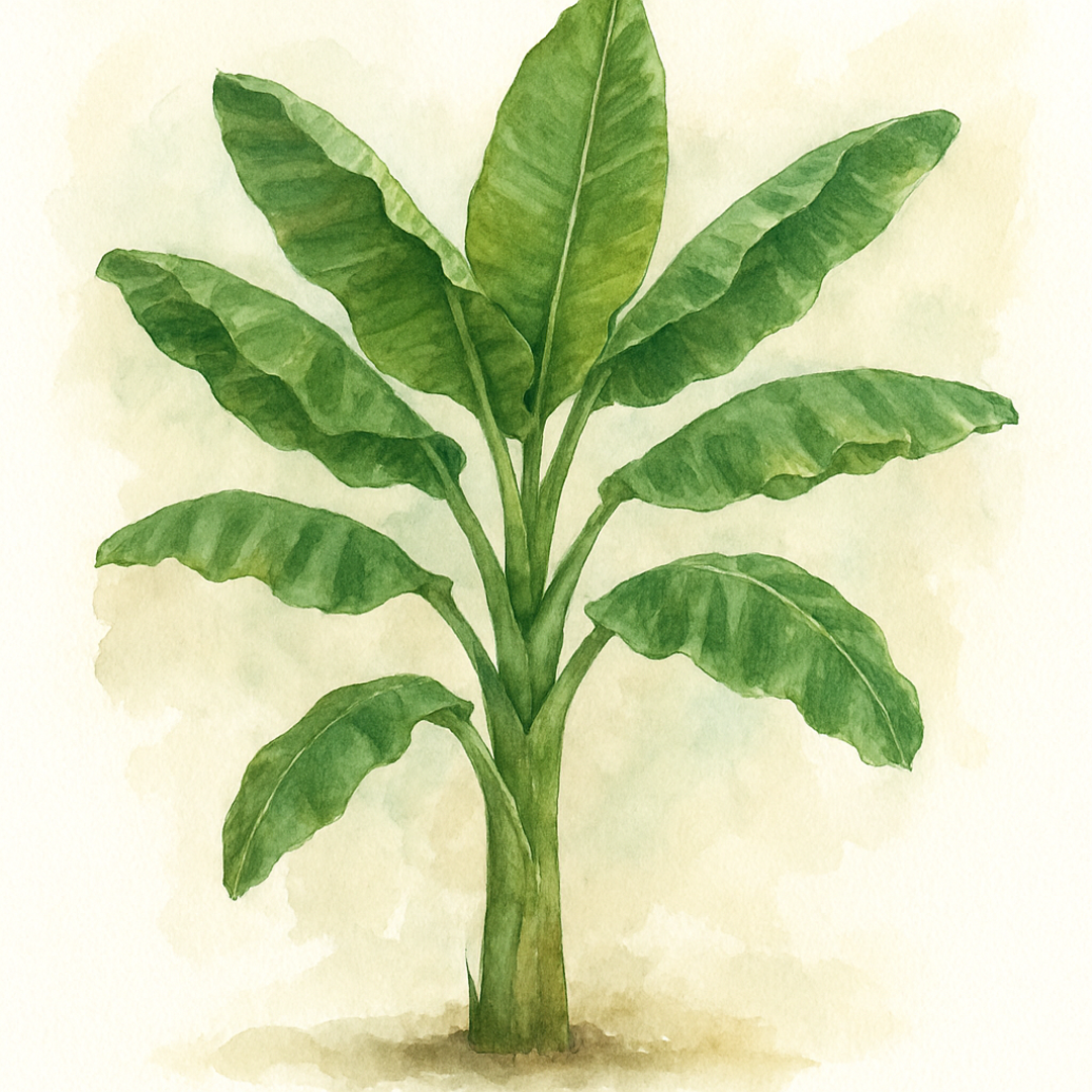 Banana Plant Indoor