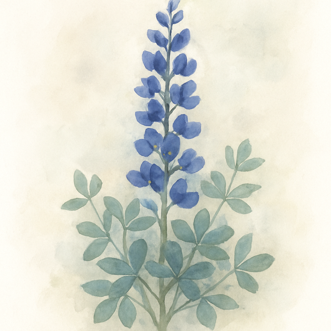 Baptisia australis