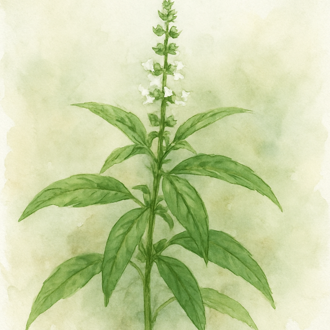 Basil: Spicy Sabre (Ocimum basilicum ‘Spicy sabre’)