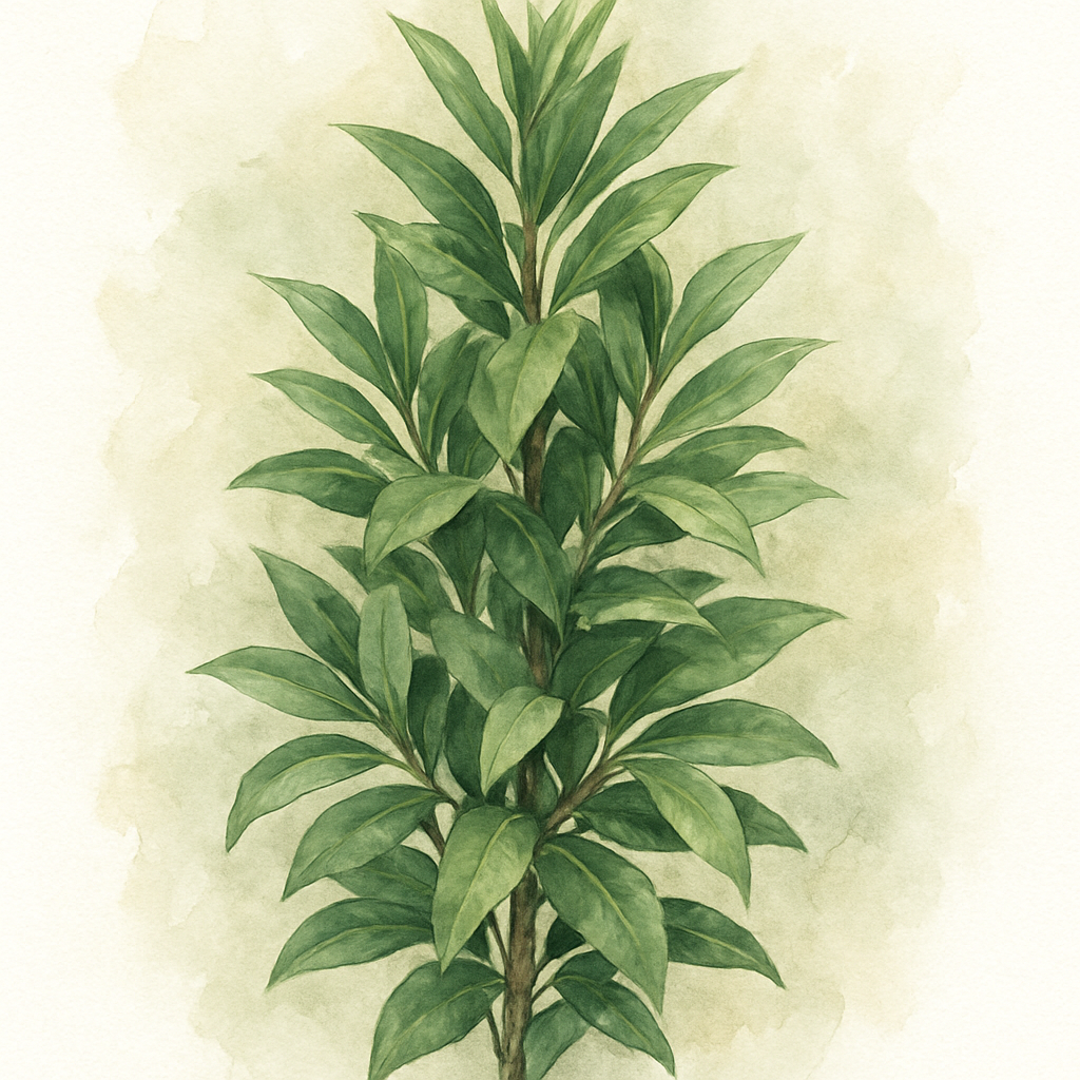 Bay Hedging Plants 4-6ft evergreen plants