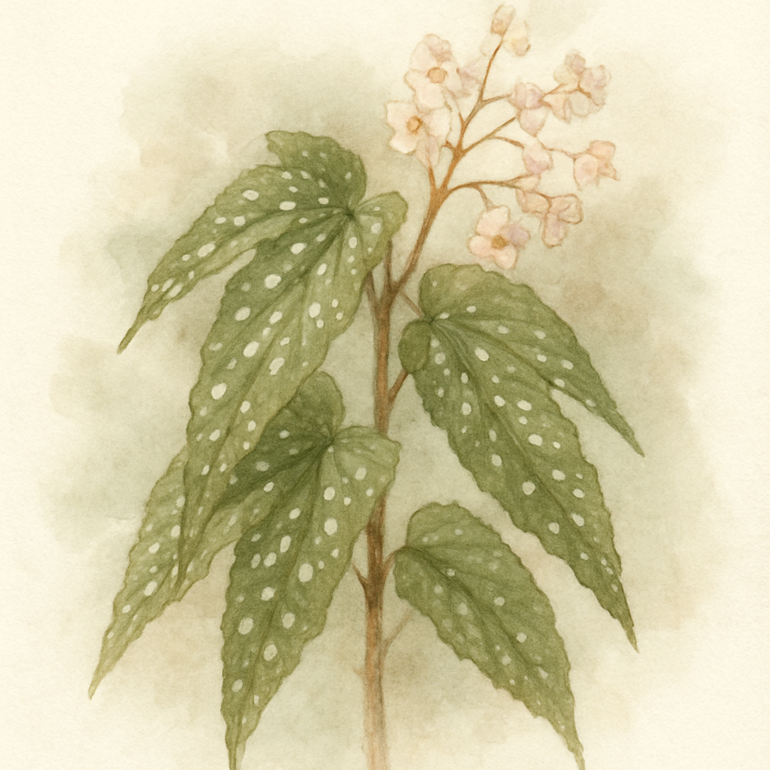 Begonia Albo-picta