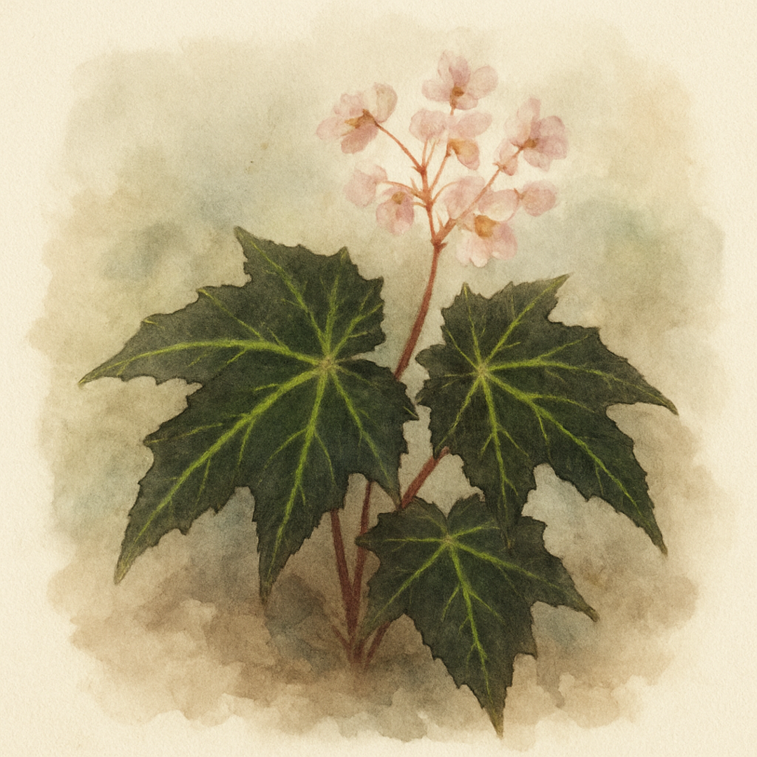 Begonia