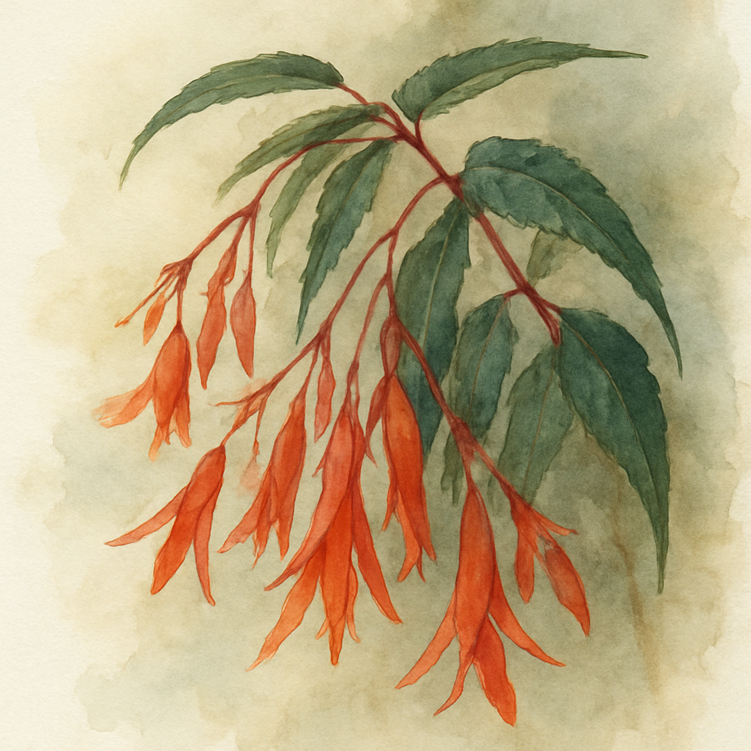 Begonia boliviensis