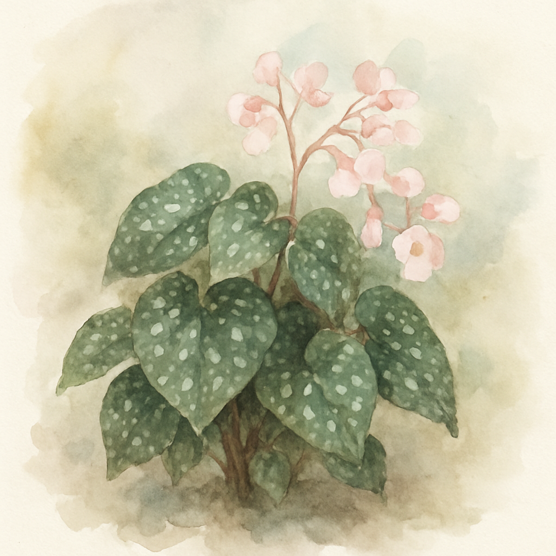 Begonia
