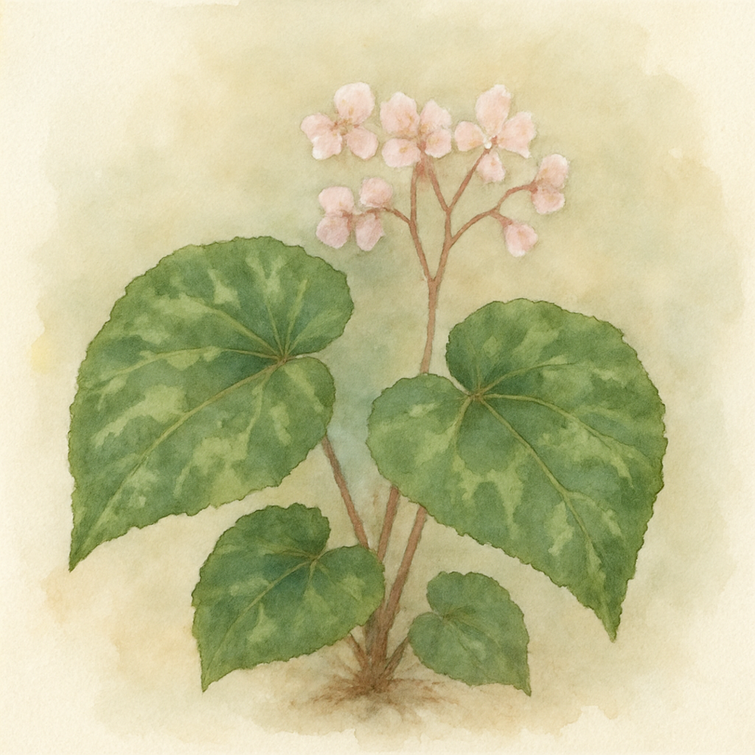 Begonia emeiensis
