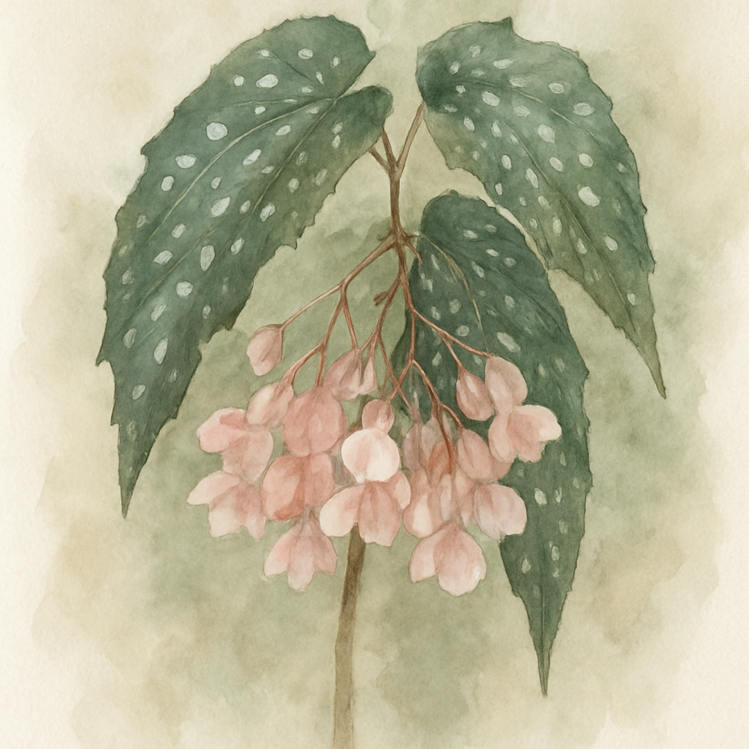 Begonia 'Flamingo Queen'