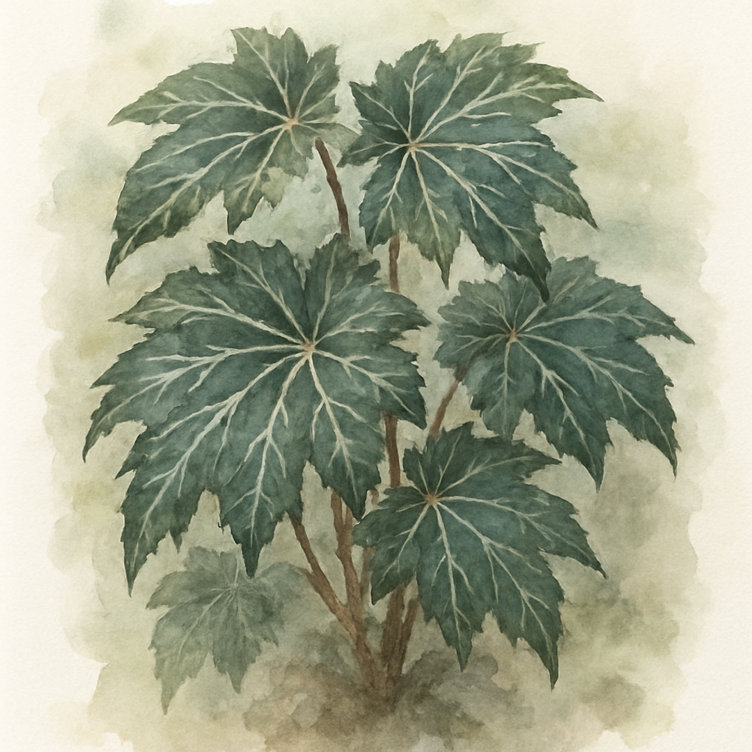 Begonia Gryphon