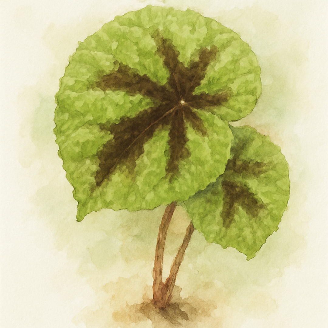 Iron Cross Begonia