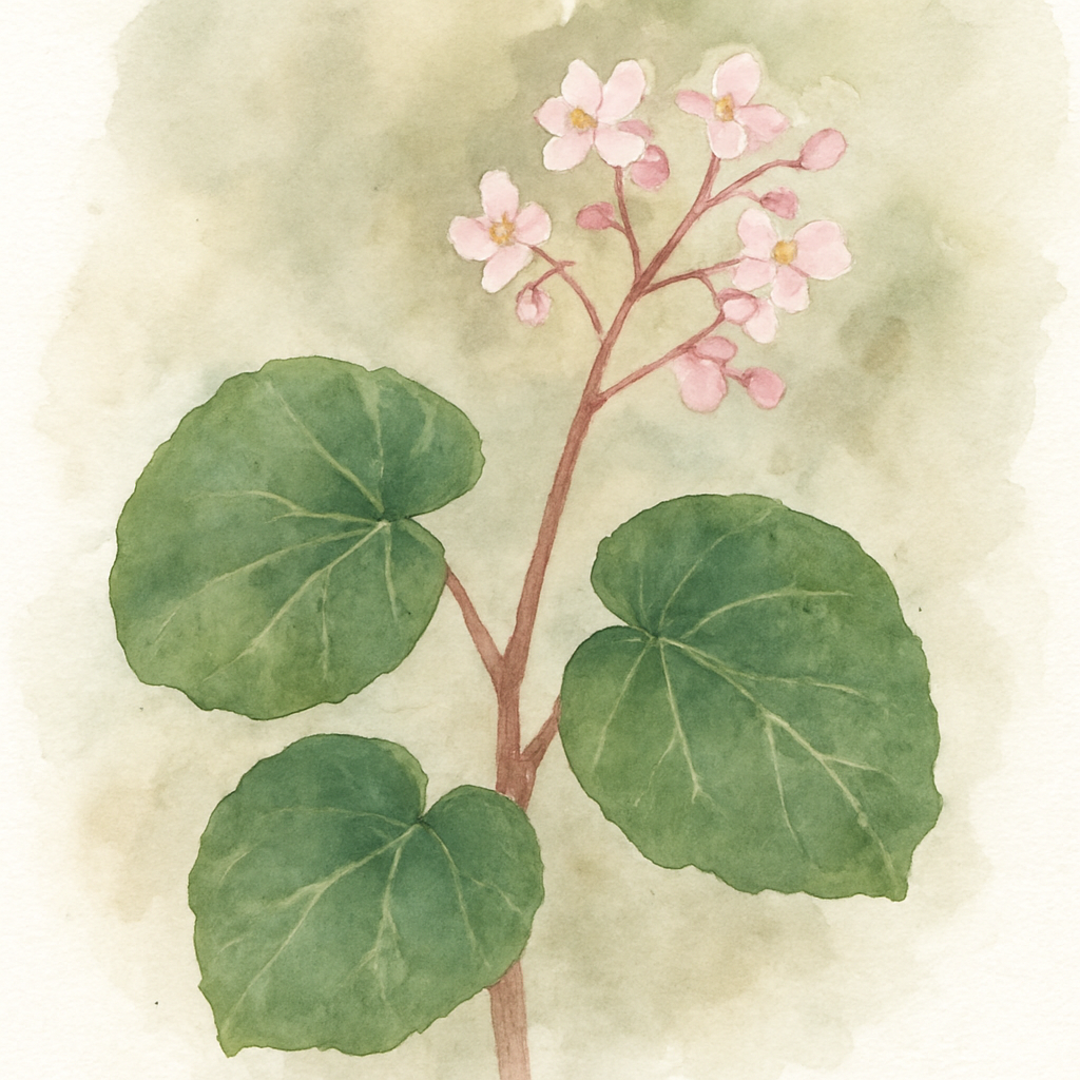 Begonia