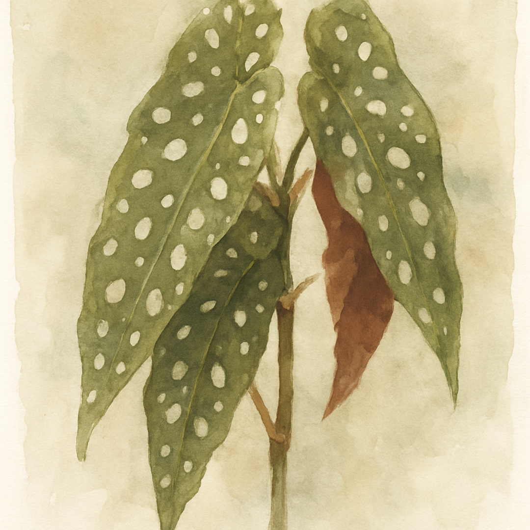 Polka Dot Begonia