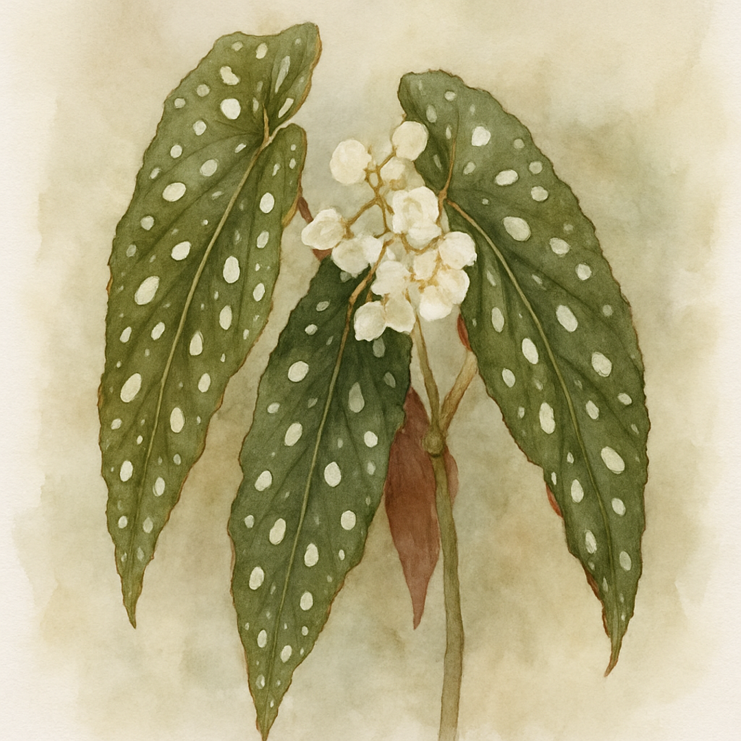 Polka Dot Begonia Wightii