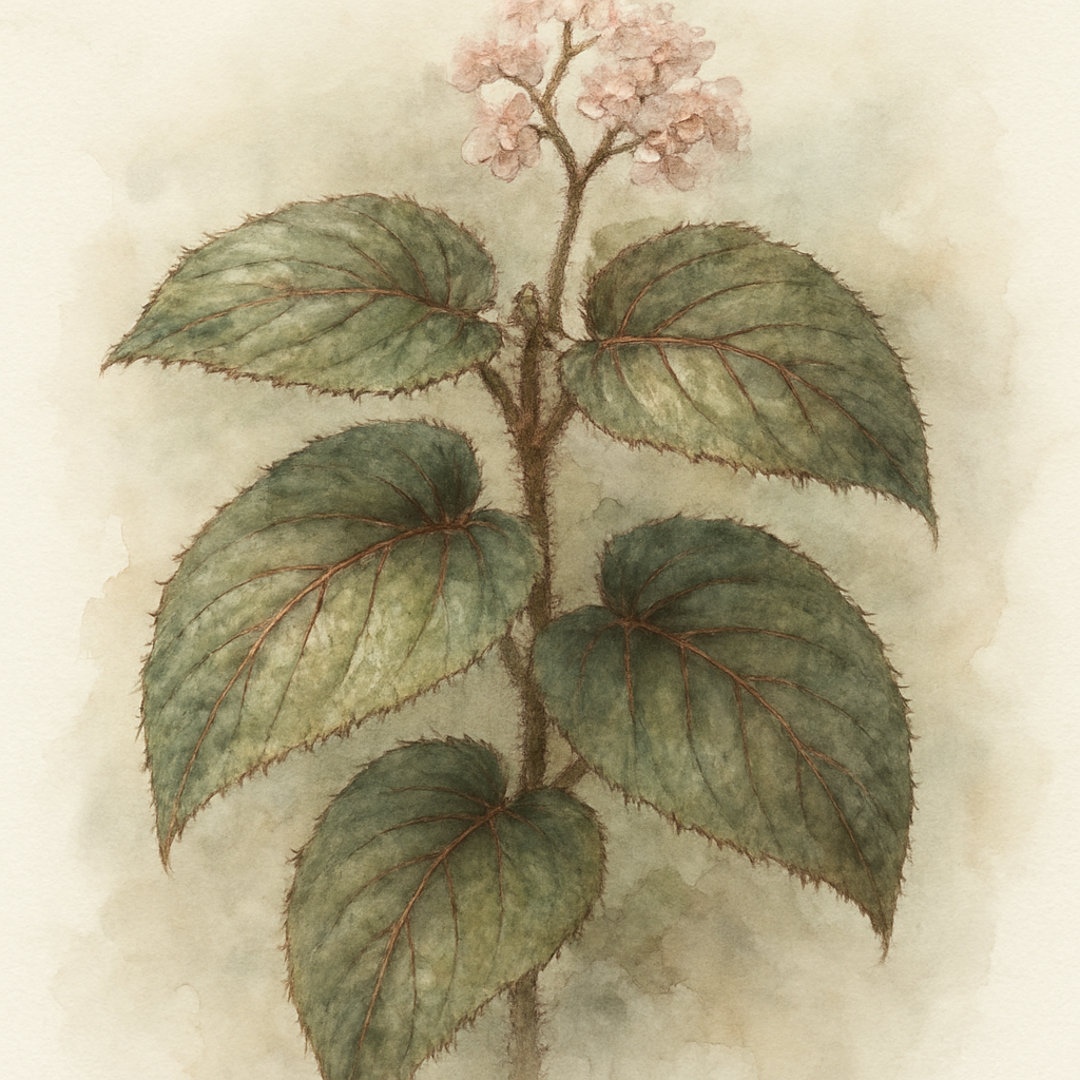 Begonia metallica