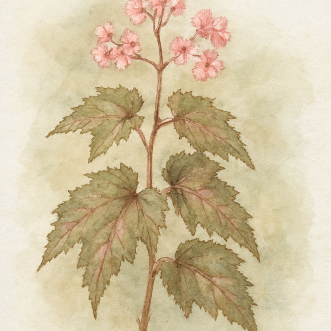 Begonia serratipetala
