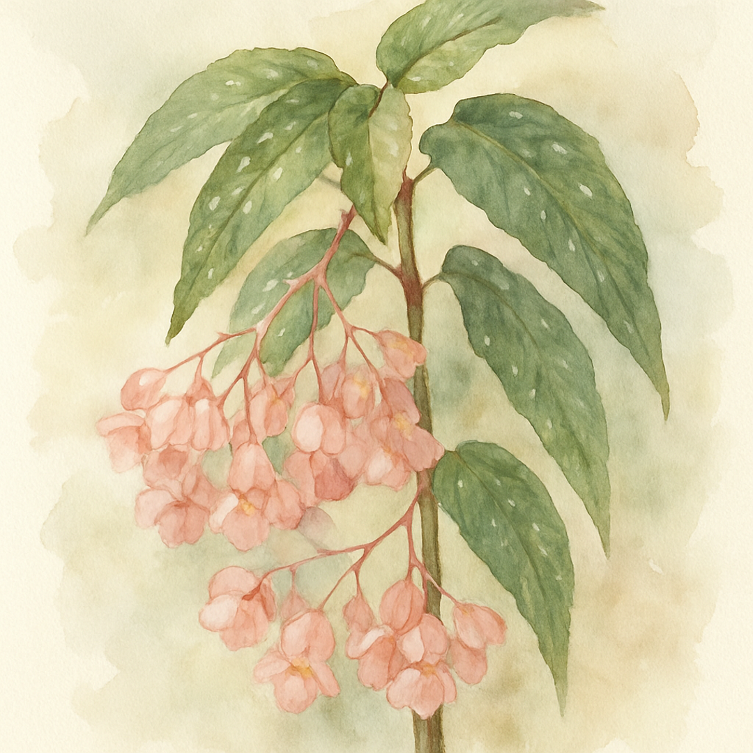 Begonia Tamaya