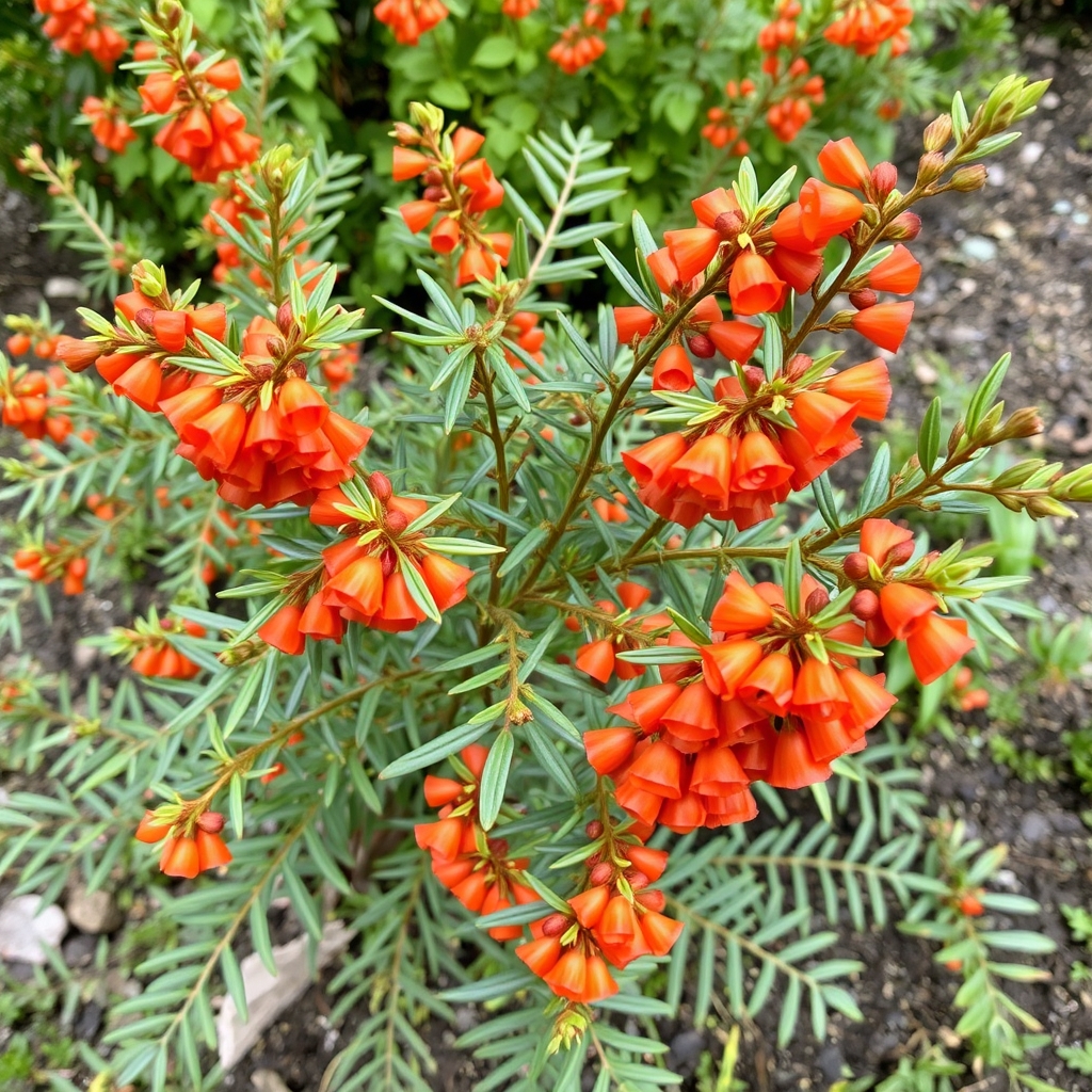 Berberis linearifolia 'Orange King'