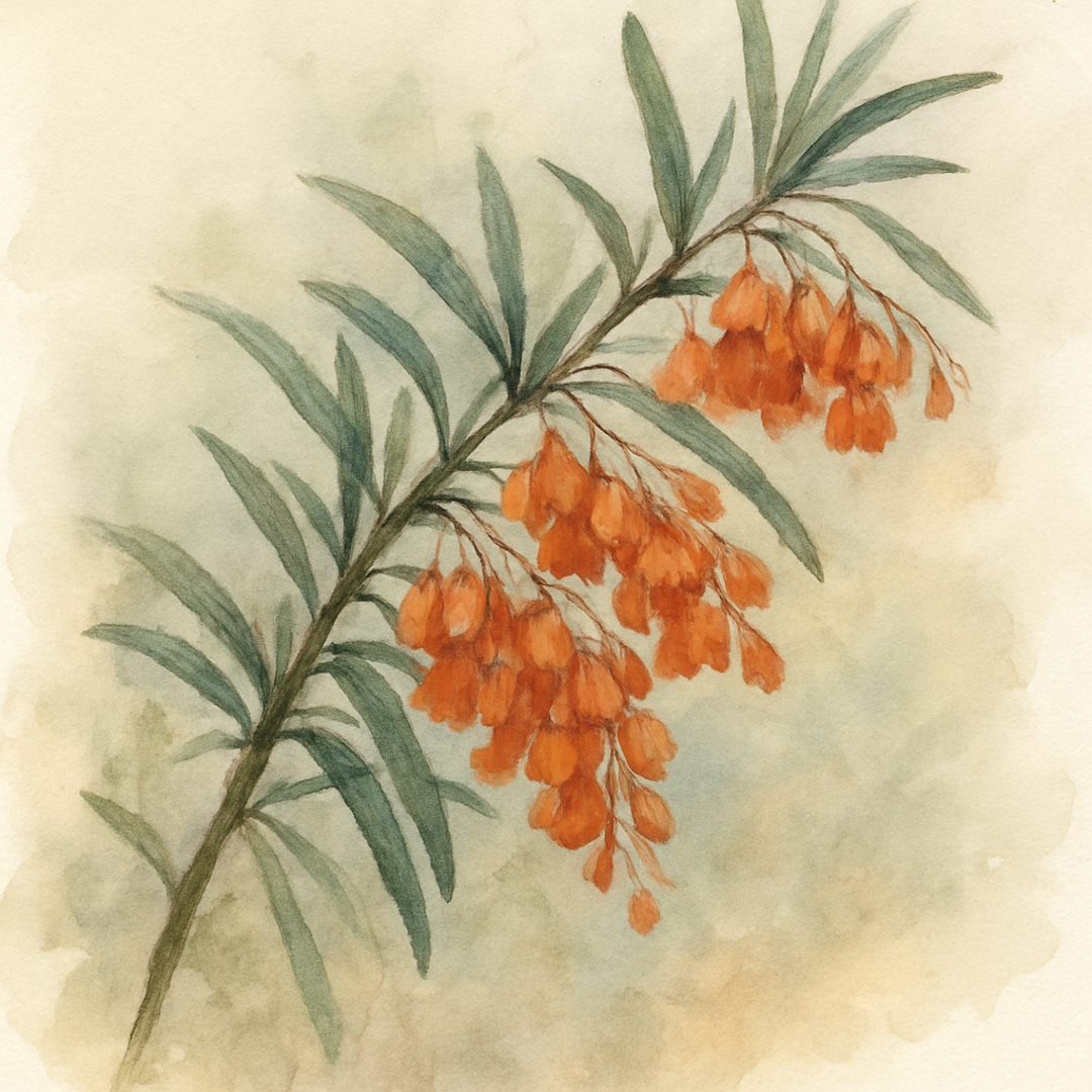 Berberis linearifolia 'Orange King'