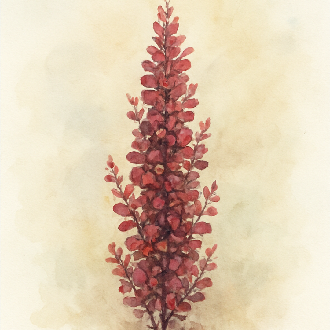 Berberis thun. f. atropurpurea ‘Red Rocket’