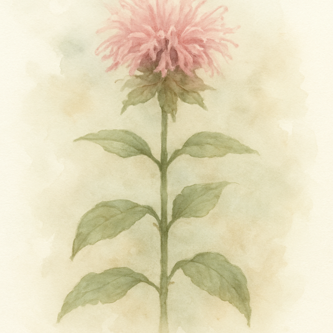 Bergamot Croftway pink (Monarda ‘Croftway pink’)