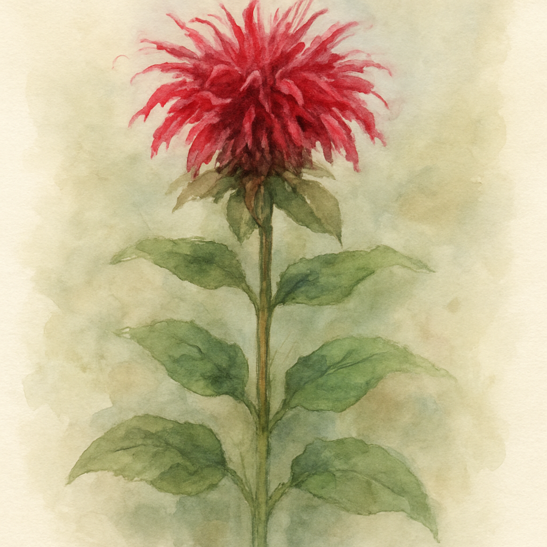 Bergamot