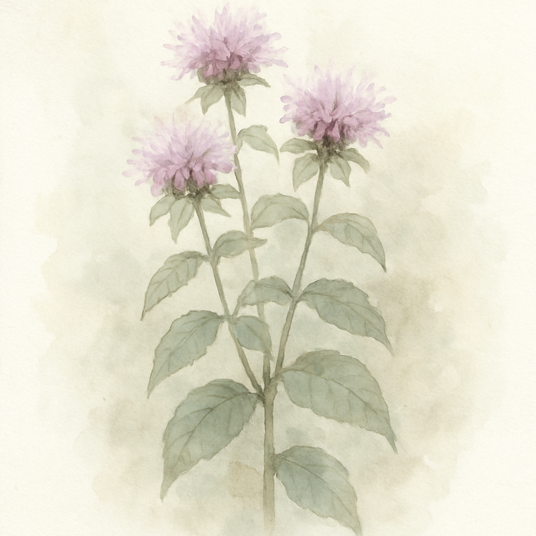 Bergamot - wild
