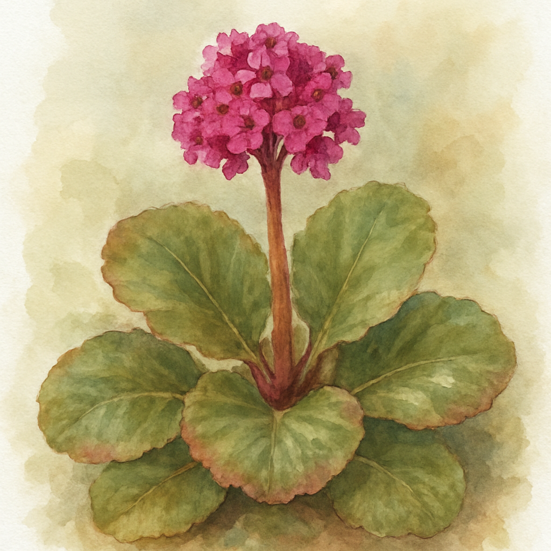 Bergenia ‘Sunningdale’