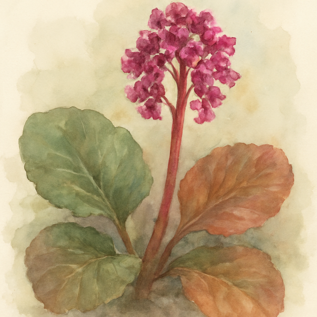 Bergenia Abendglut