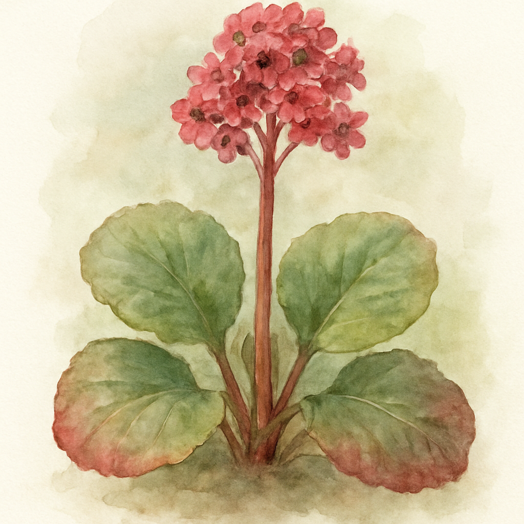 Bergenia Bressingham Ruby