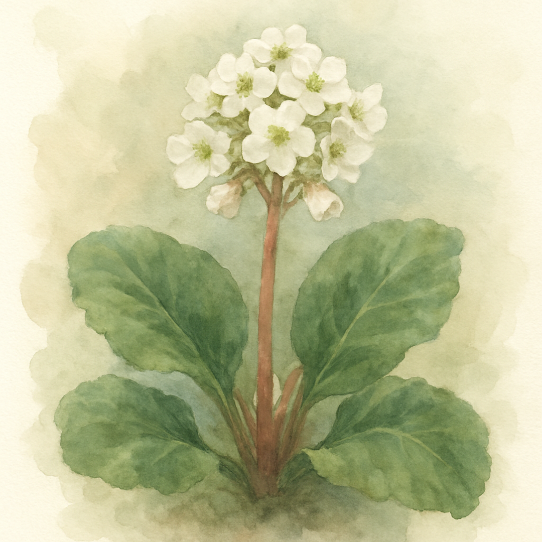 Elephants Ears Bressingham White