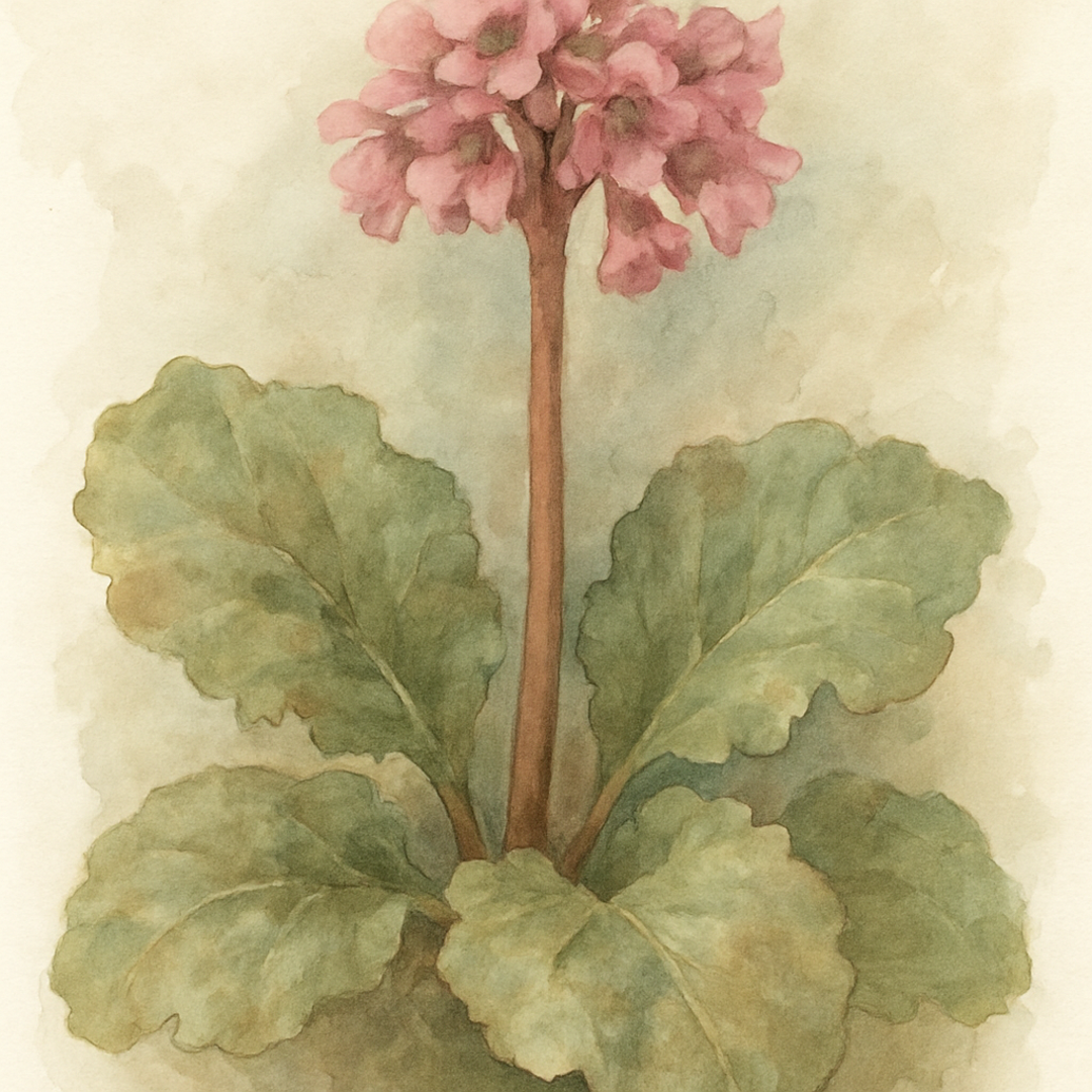 Bergenia ciliata