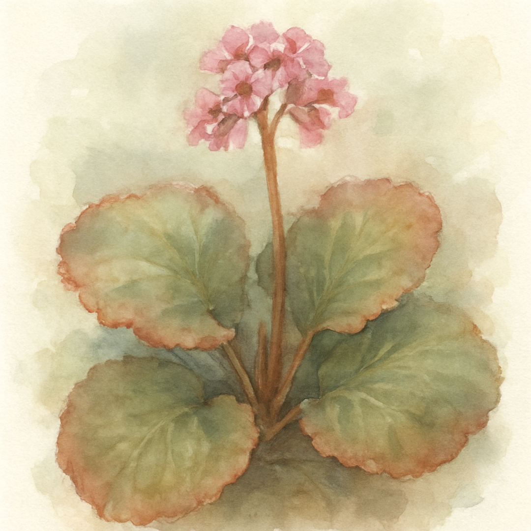 Bergenia ciliata 'Wilton'