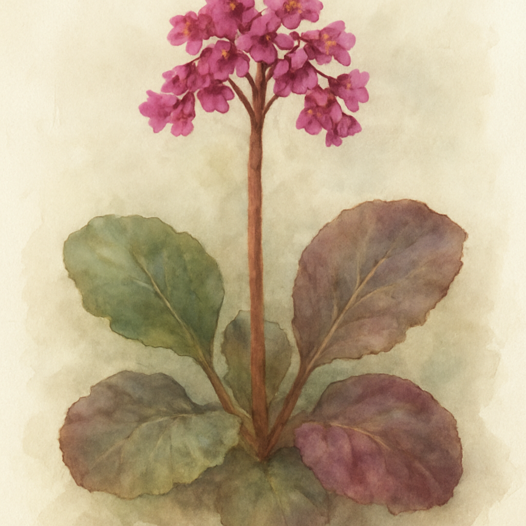 Bergenia cordifolia Purpurea