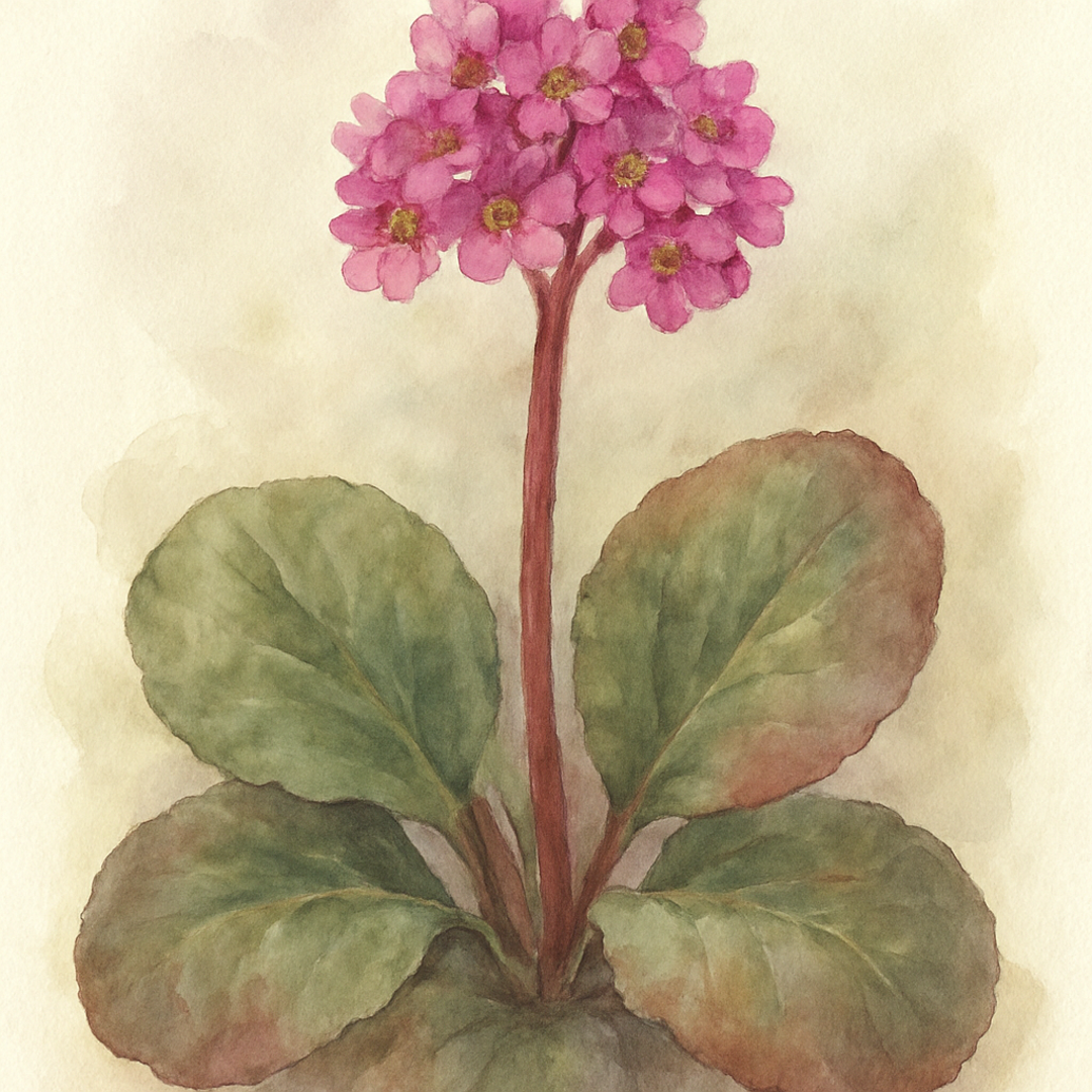 Bergenia Eroica