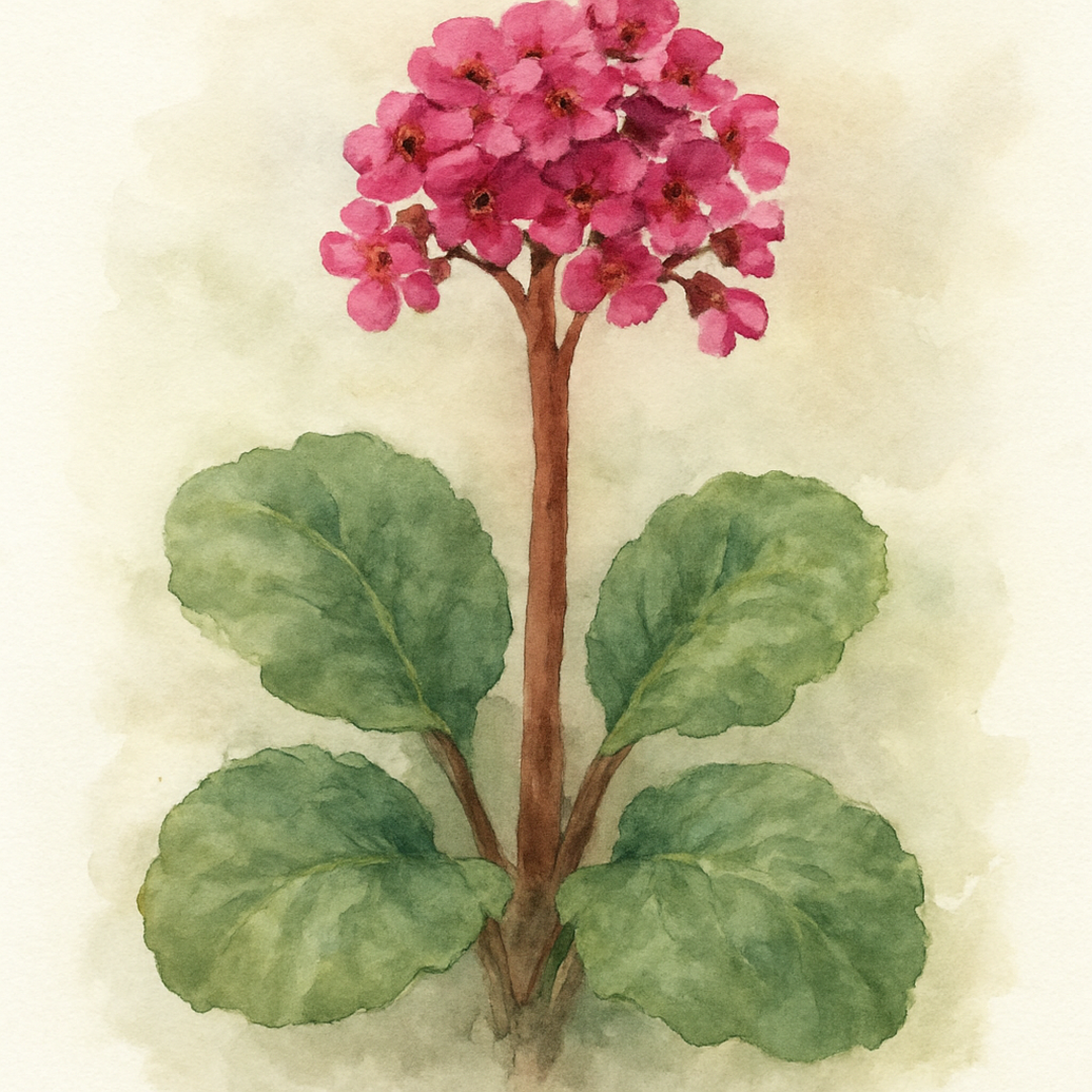 Bergenia Morgenröte