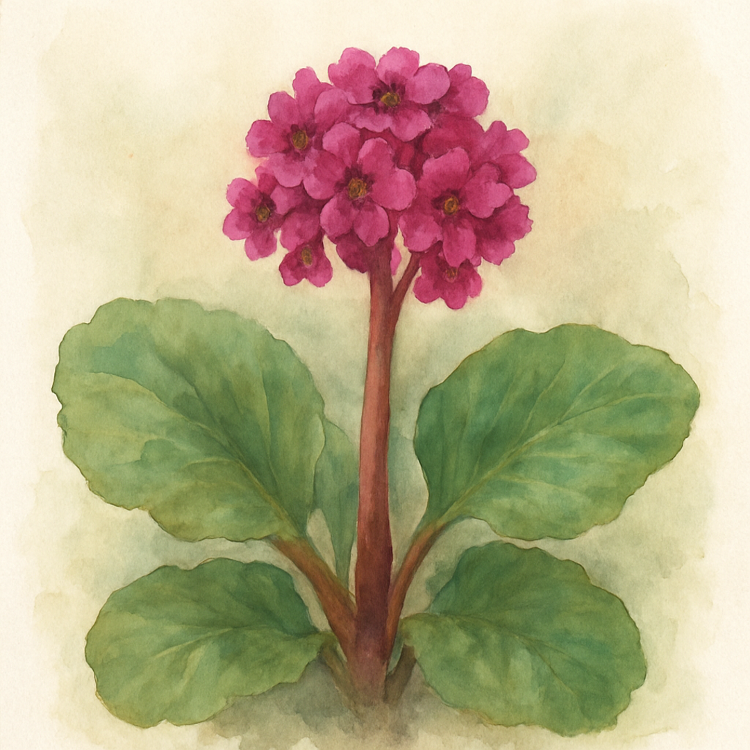 Bergenia Overture