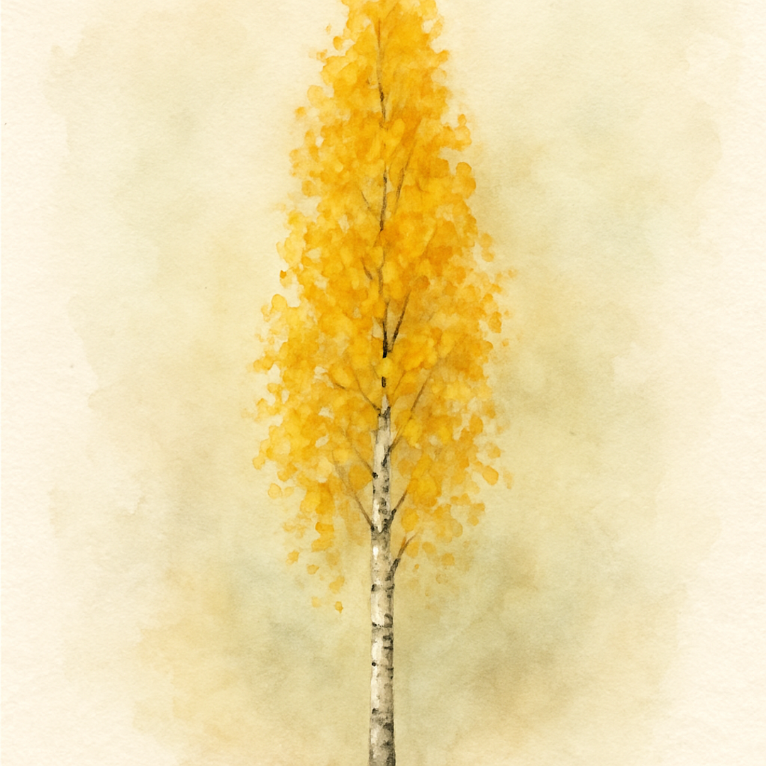 Betula pendula 'Golden Obelisk' Tree