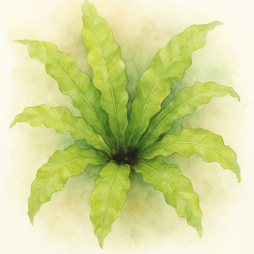 Bird's Nest Fern