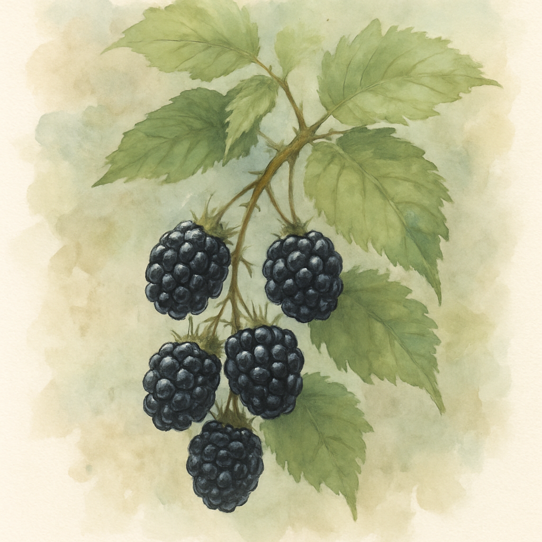 Rubus fruticosus Triple Crown