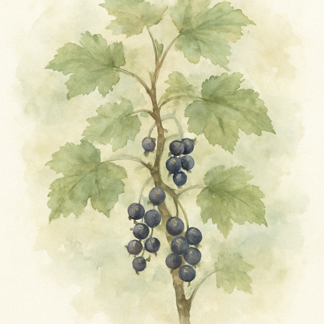 Ribes nigrum 'Ben Connan'