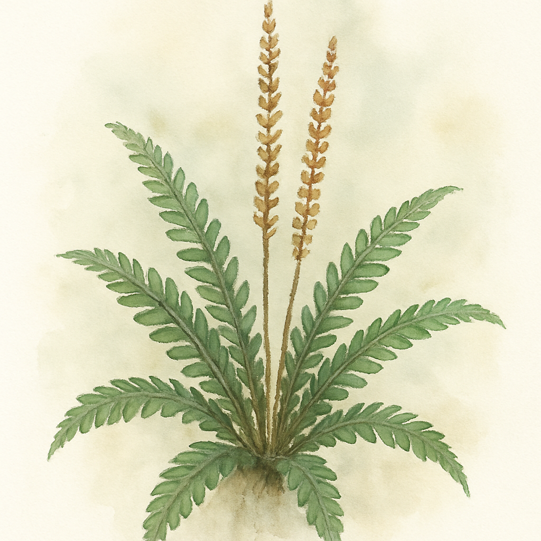 Blechnum spicant